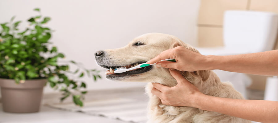 The Benefits of Regular Brushing for Your Dog